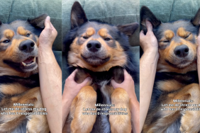 Shepsky Dexter getting a massage.