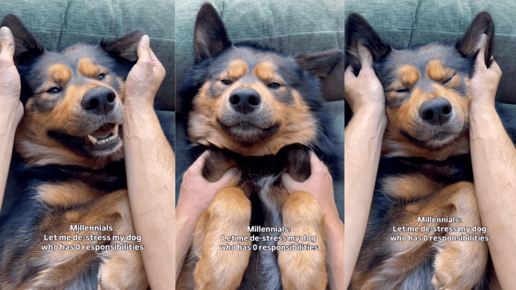 Shepsky Dexter getting a massage.
