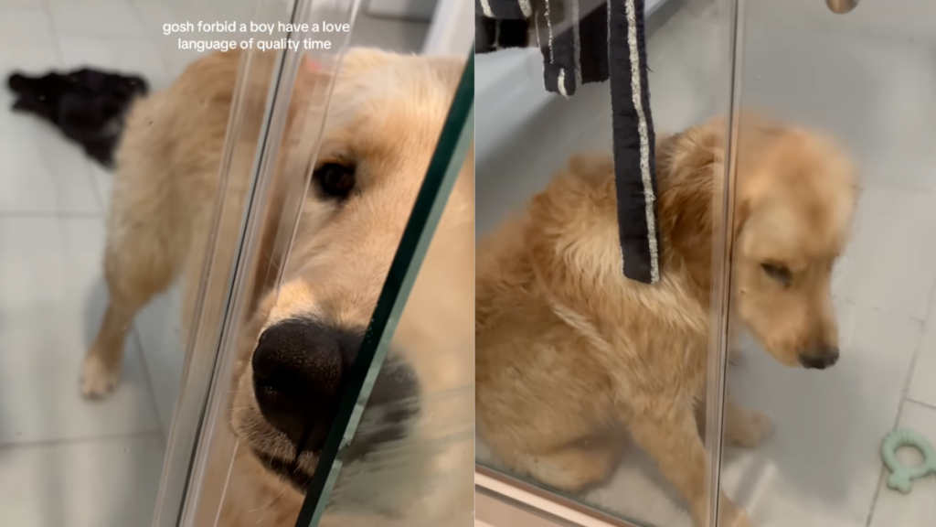 Dog wants his human to let him in the shower.