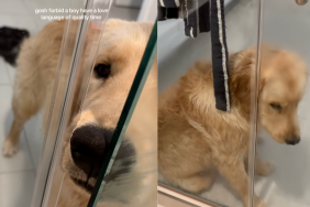 Dog wants his human to let him in the shower.