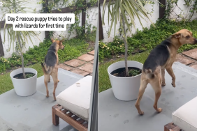 Rescue puppy lizard video