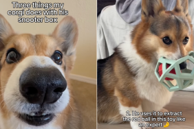Corgi snooter box video