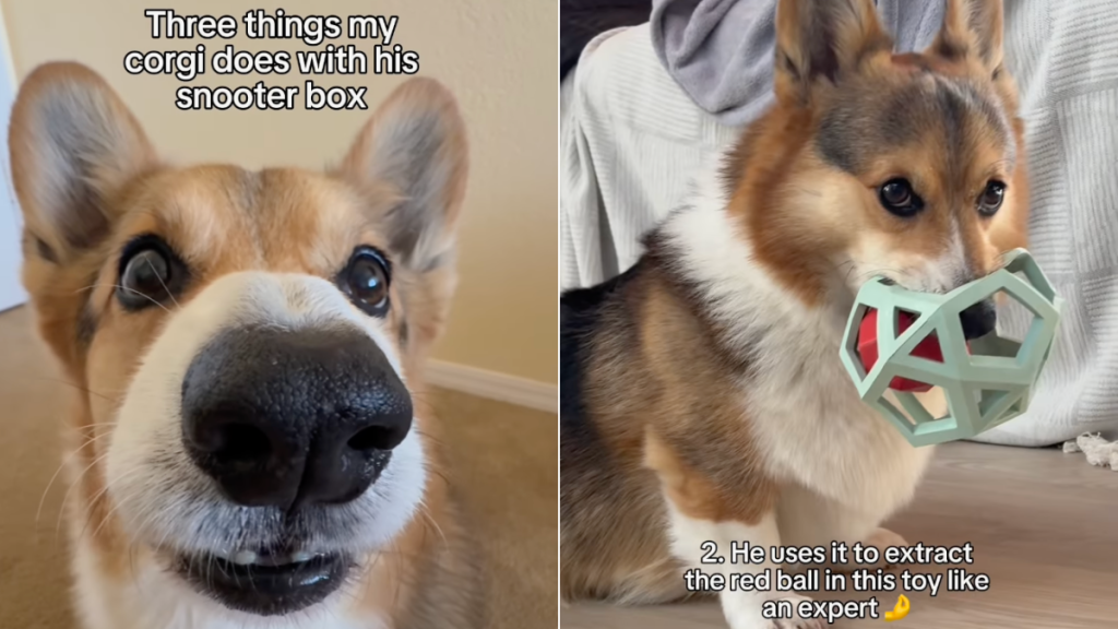 Corgi snooter box video
