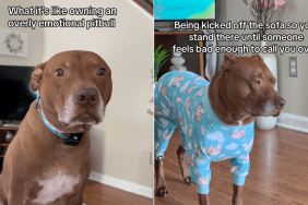 Pit Bull video