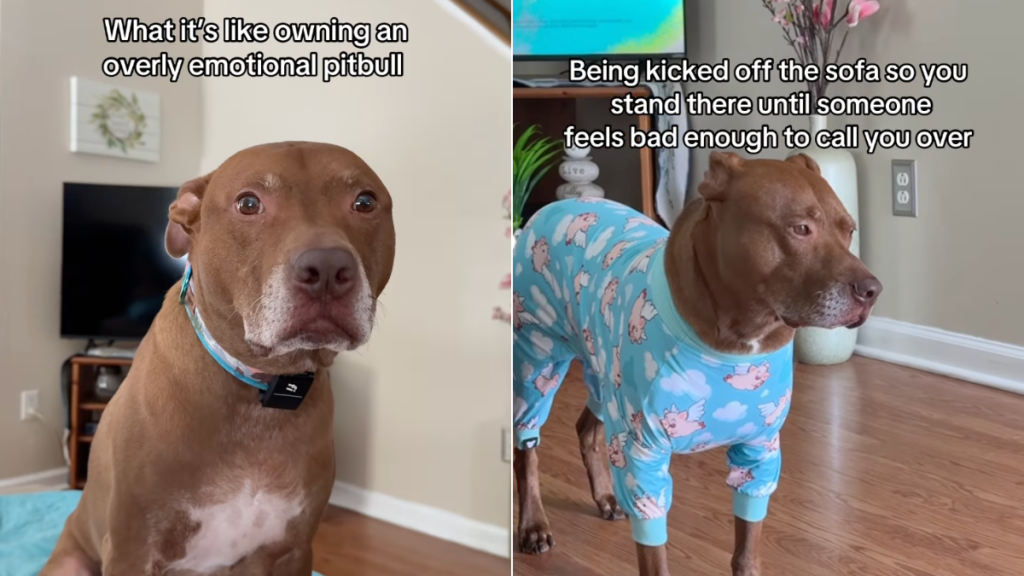 Pit Bull video
