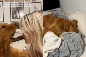 Golden Retriever headband video
