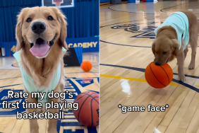 Therapy dog basketball video