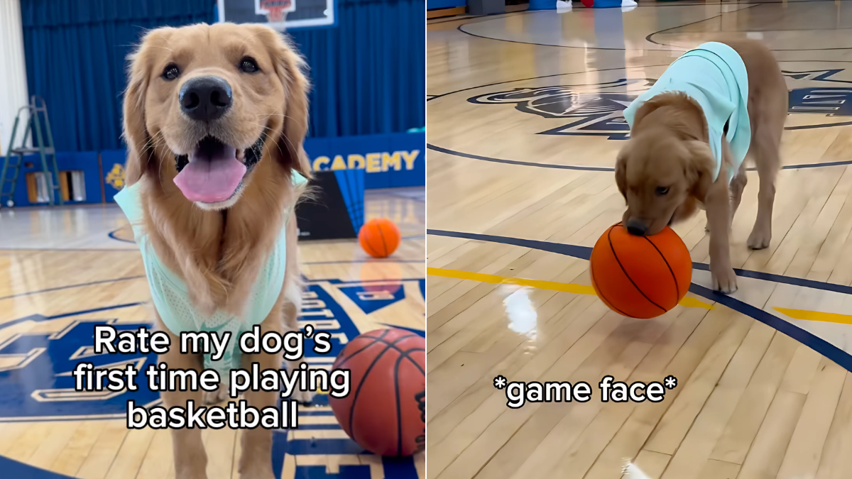 Video Therapy Dog Plays Basketball for the First Time & Can’t