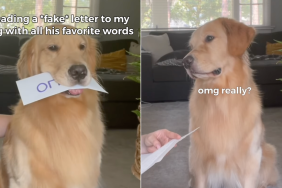 Golden Retriever fake letter video