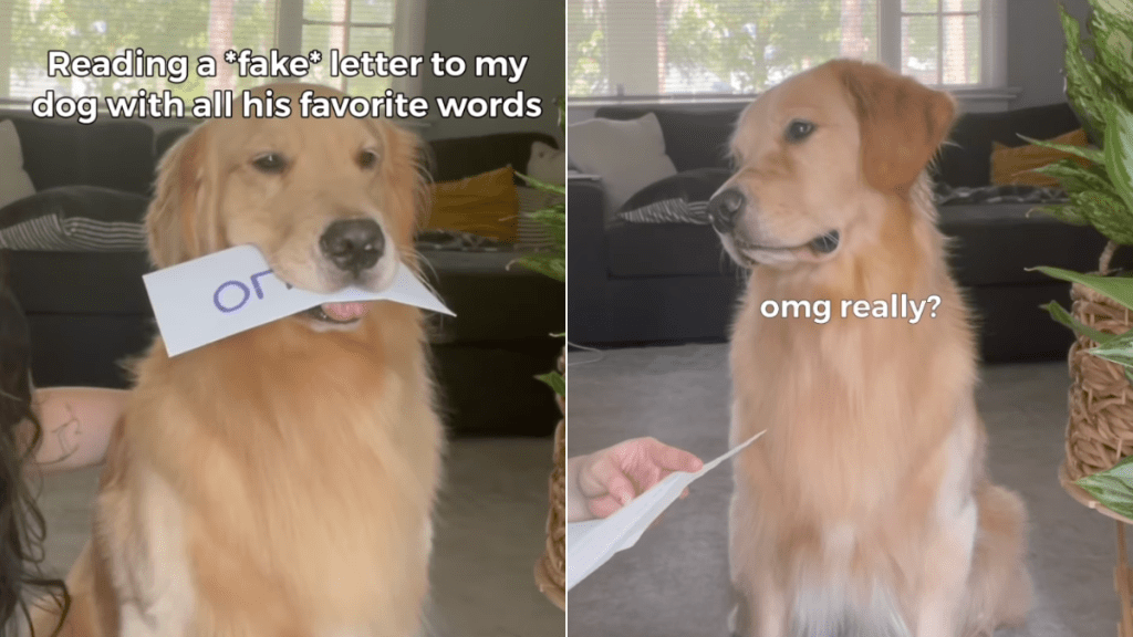 Golden Retriever fake letter video