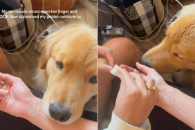 Golden Retriever video