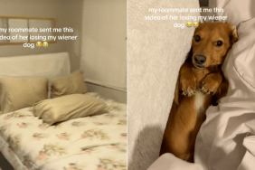 Dachshund roommate video