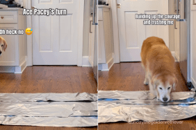 Golden Retriever aluminum foil