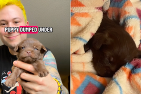 pop star puppy rescue video
