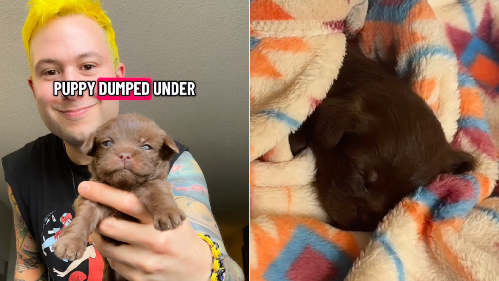 pop star puppy rescue video