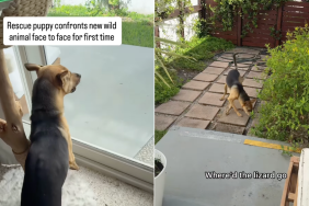 rescue puppy lizard video