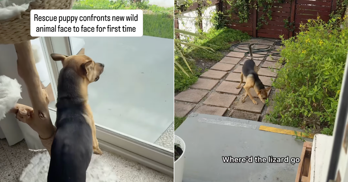 Rescue Puppy Bravely Faces a Lizard for the First Time in Cute Video ...