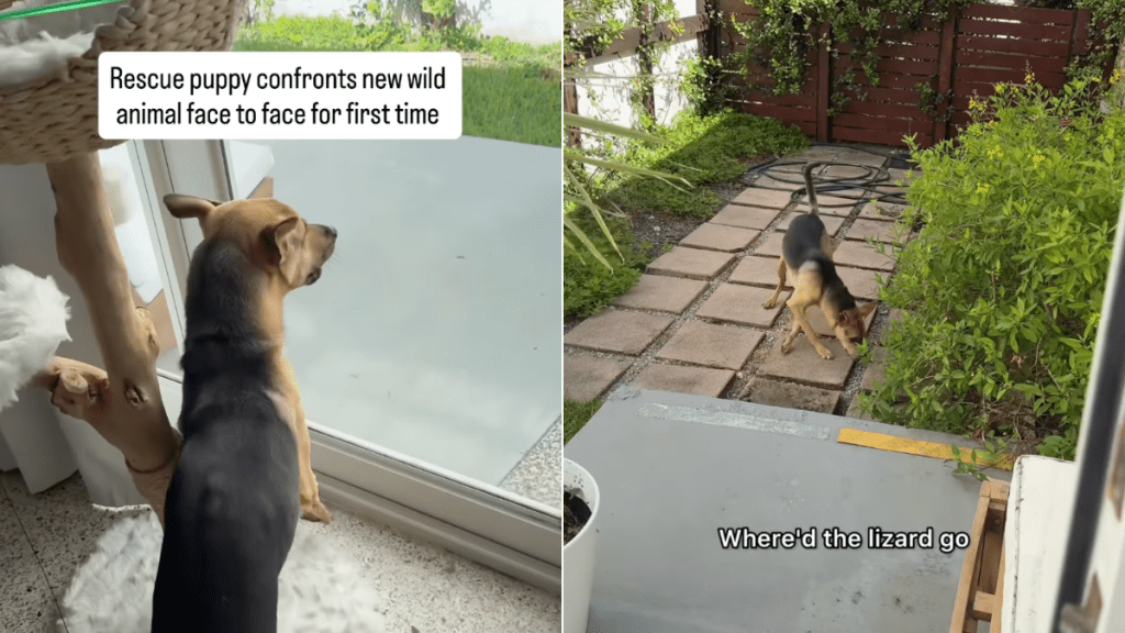 rescue puppy lizard video