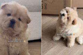 Blind pup video