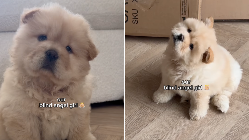 Blind pup video