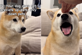 dog pets video