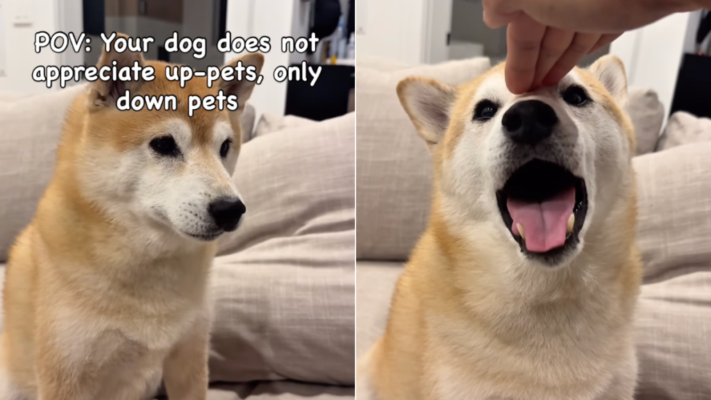 dog pets video