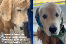 dog grooming bath video