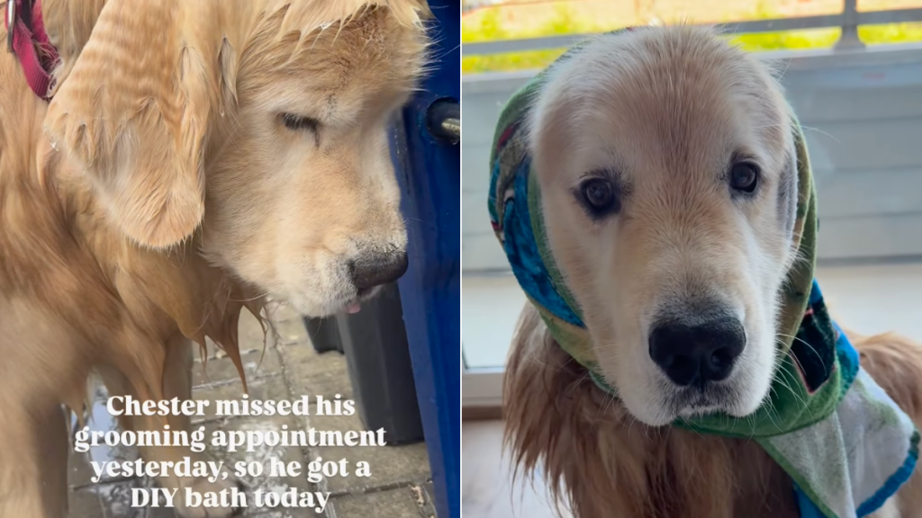 dog grooming bath video