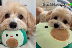 Dog avocado birthday gift video