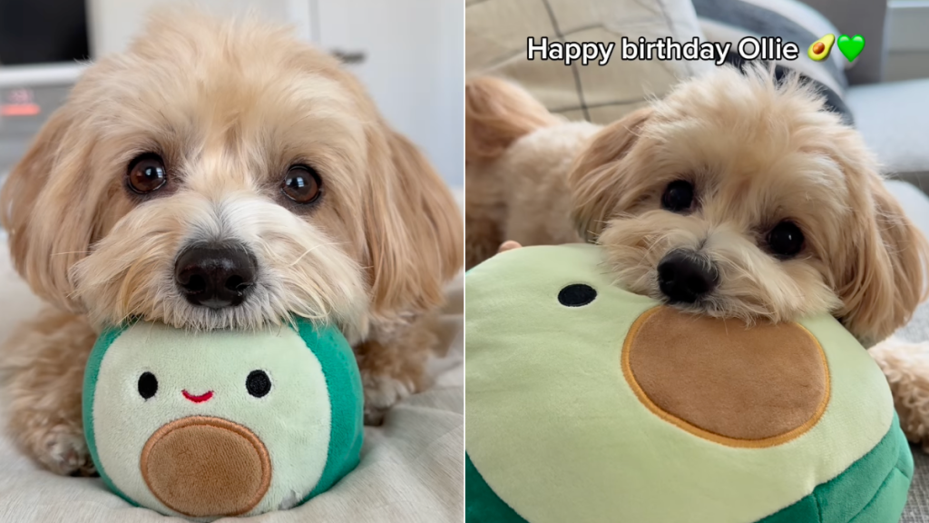 Dog avocado birthday gift video