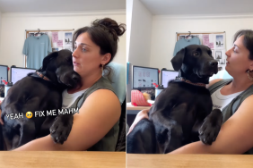 dog hiccups video