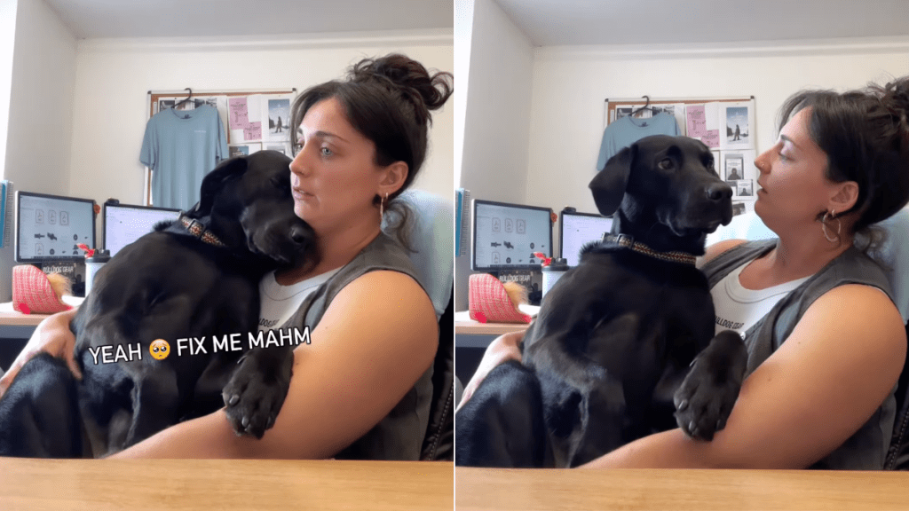 dog hiccups video