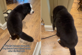 Bernese Mountain Dog bath video