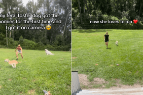 Foster dog zoomies video