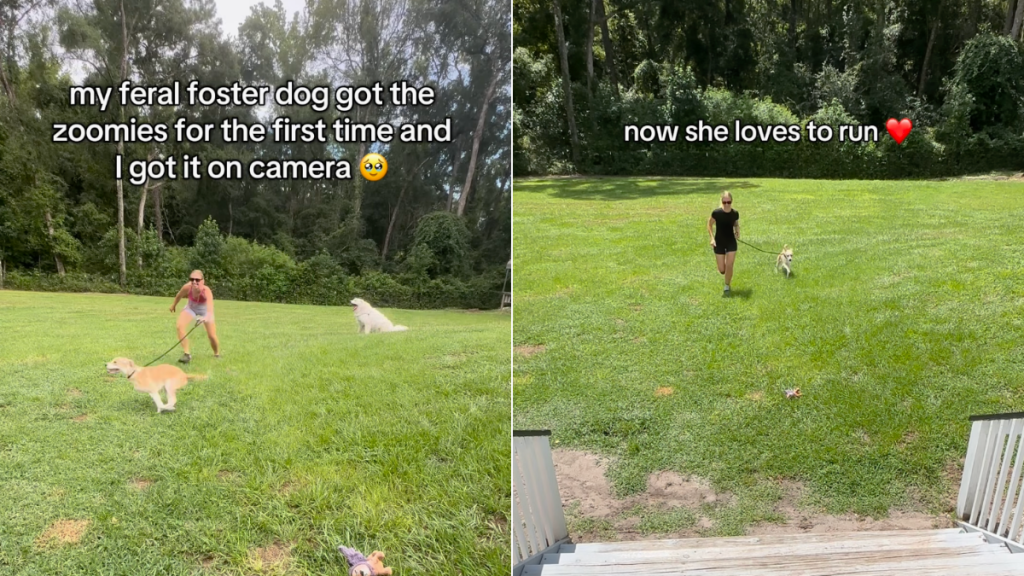 Foster dog zoomies video