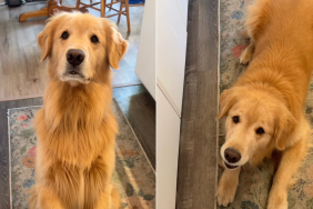 Golden Retriever train video