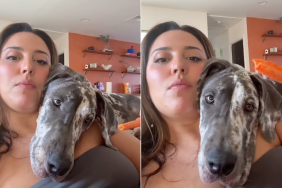 Great Dane puppy food video