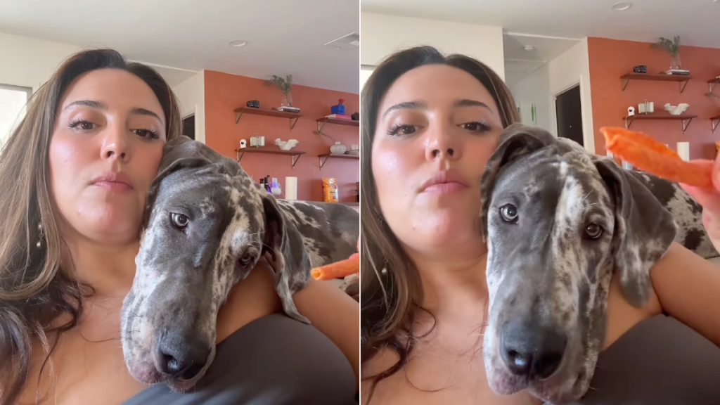 Great Dane puppy food video