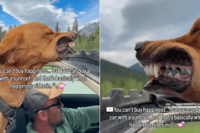 dog sunroof ride video