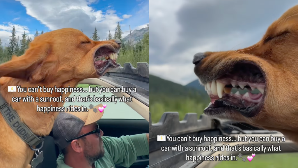 dog sunroof ride video