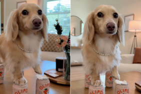 Mini Dachshund Nicki Minaj trend