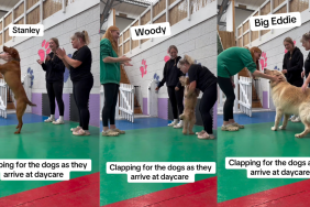 Dogs getting a warm welcome at daycare