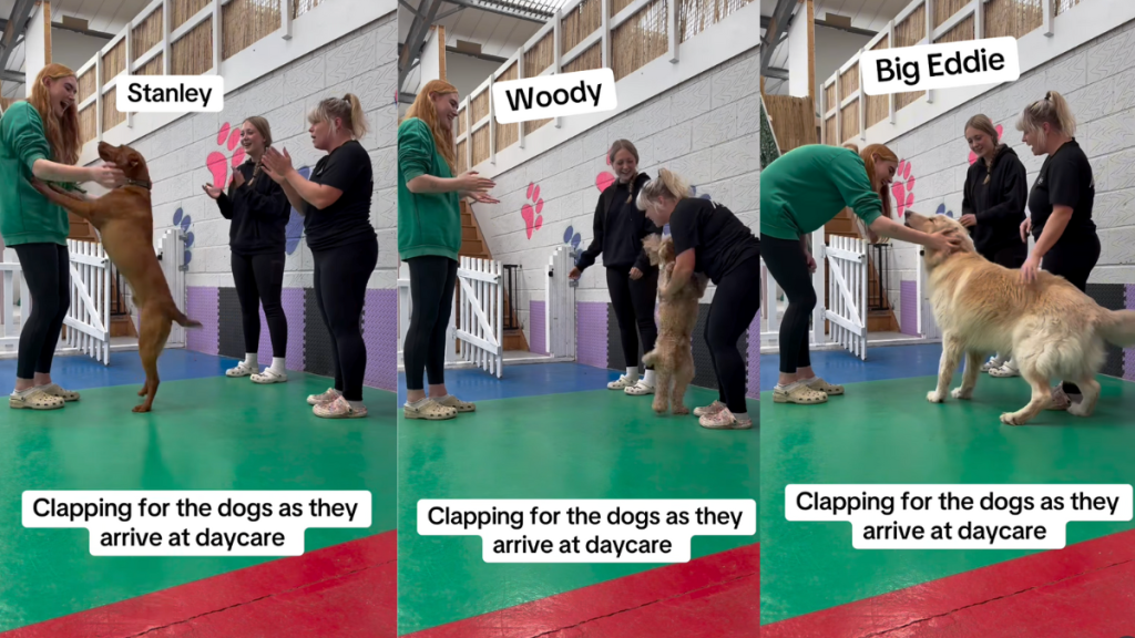 Dogs getting a warm welcome at daycare