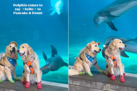 Golden Retrievers friend video