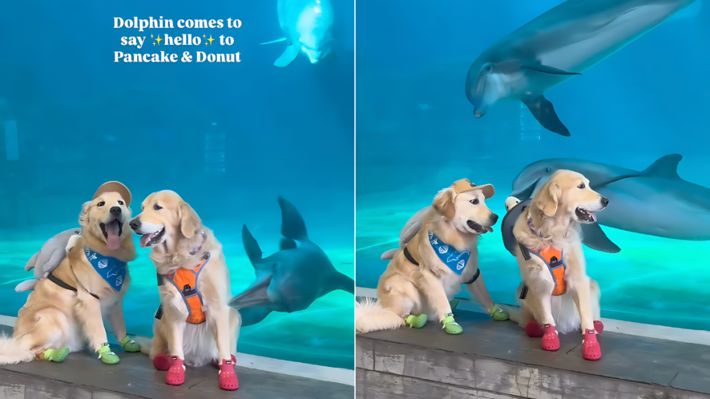 Golden Retrievers friend video