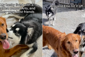Husky video