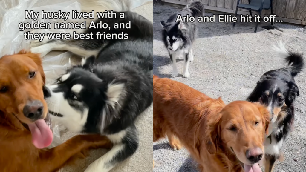 Husky video