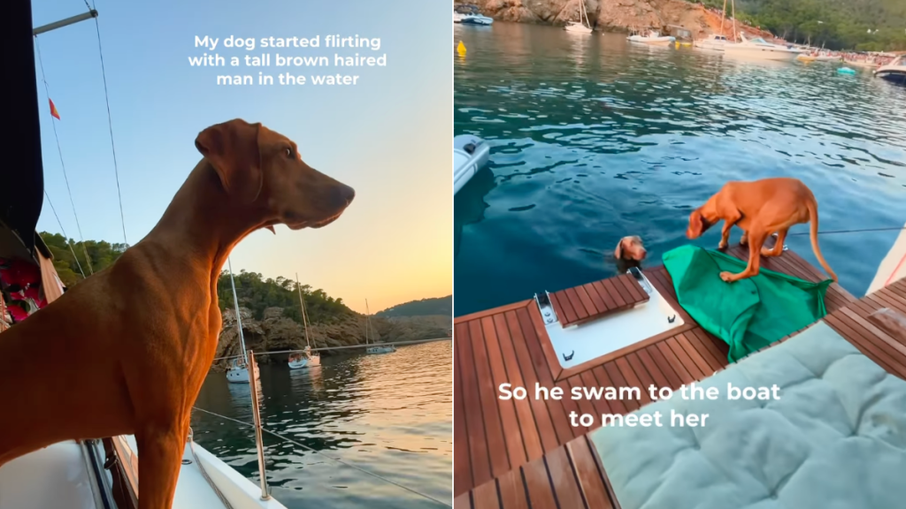 dogs meeting lake video
