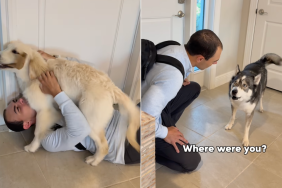 Dad dogs video