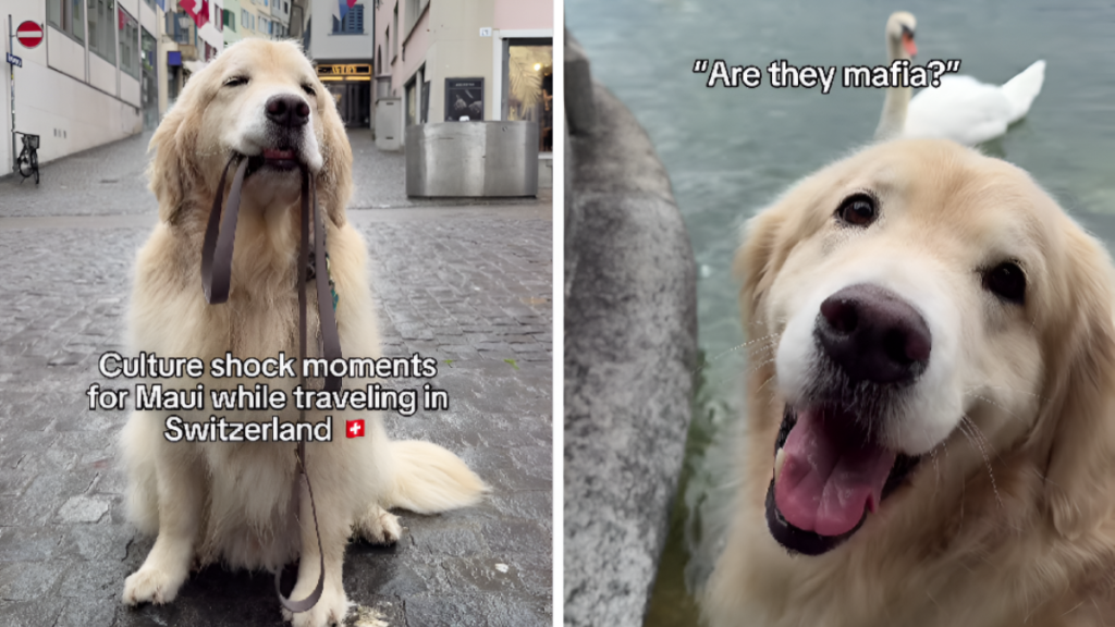 Golden Retriever Tours Switzerland Like a Pro in Cute Travel Video